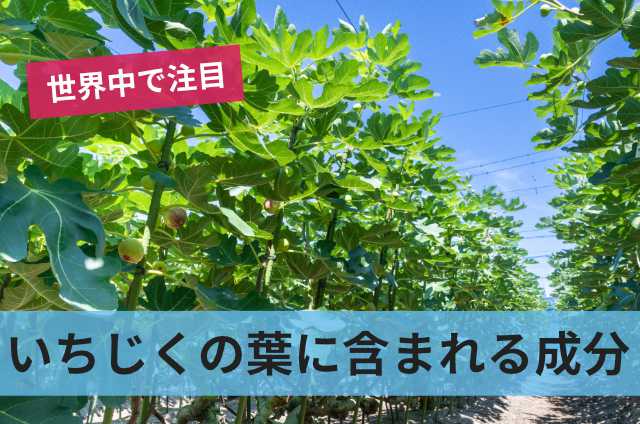 いちじくの葉に含まれる成分