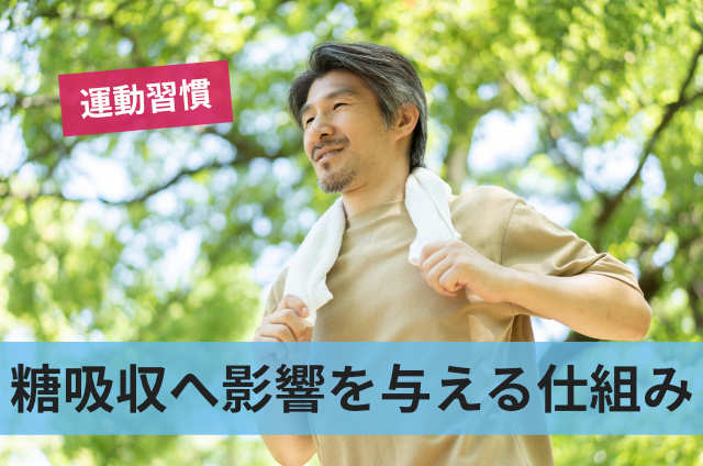 糖吸収へ影響を与える仕組み