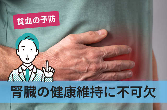 腎臓の健康維持に不可欠